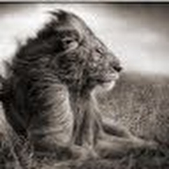 Meet your Posher, D - Picture 1 of 1